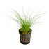 Eleocharis acicularis (dwarf hairgrass) - carpeting plant - Aqua Essentials