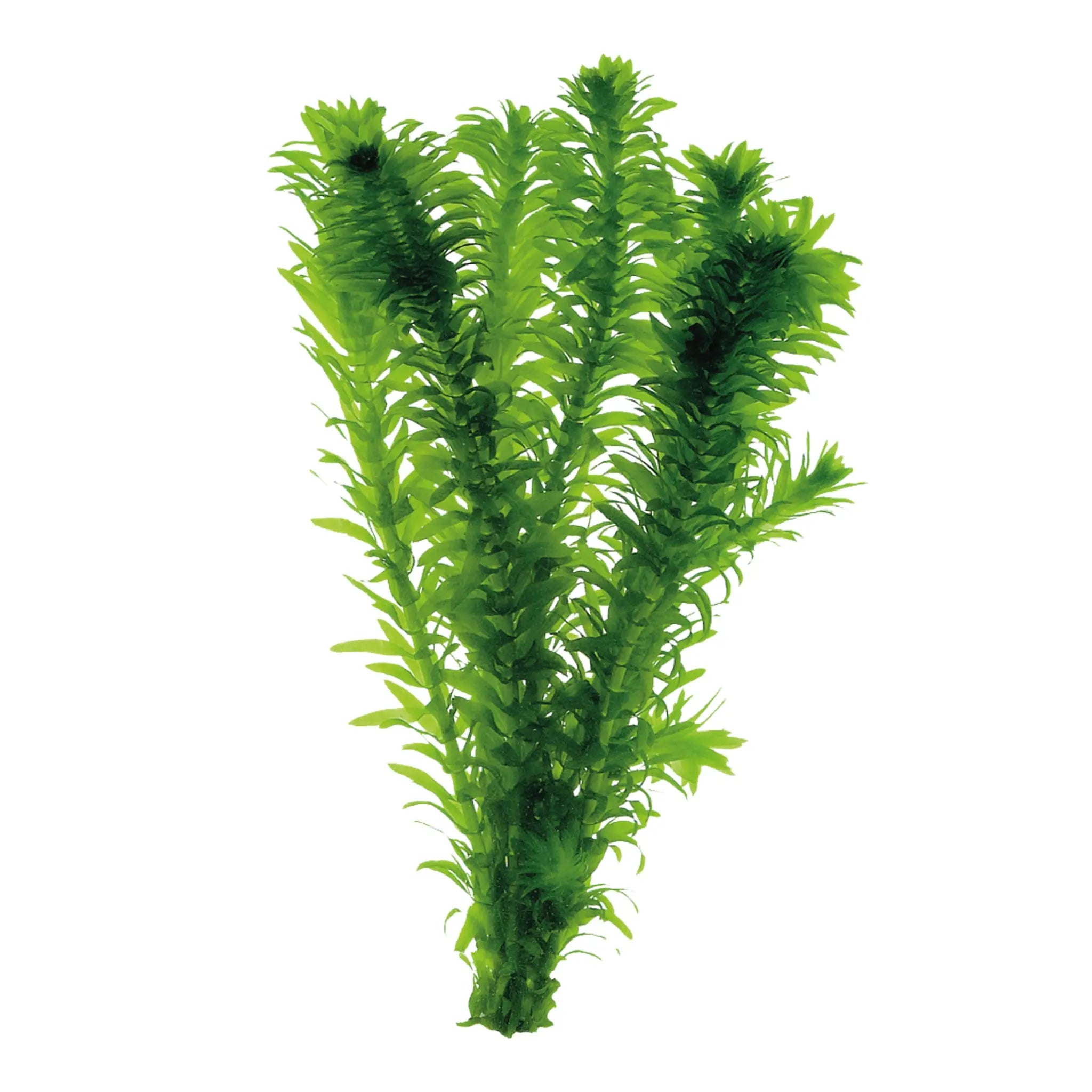 Elodea Densa 2 Bunches Aqua Essentials Elodea Densa 2 Bunches Aqua Essentials