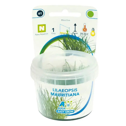 Easy Grow 61 - Lilaeopsis mauritiana - Aqua Essentials