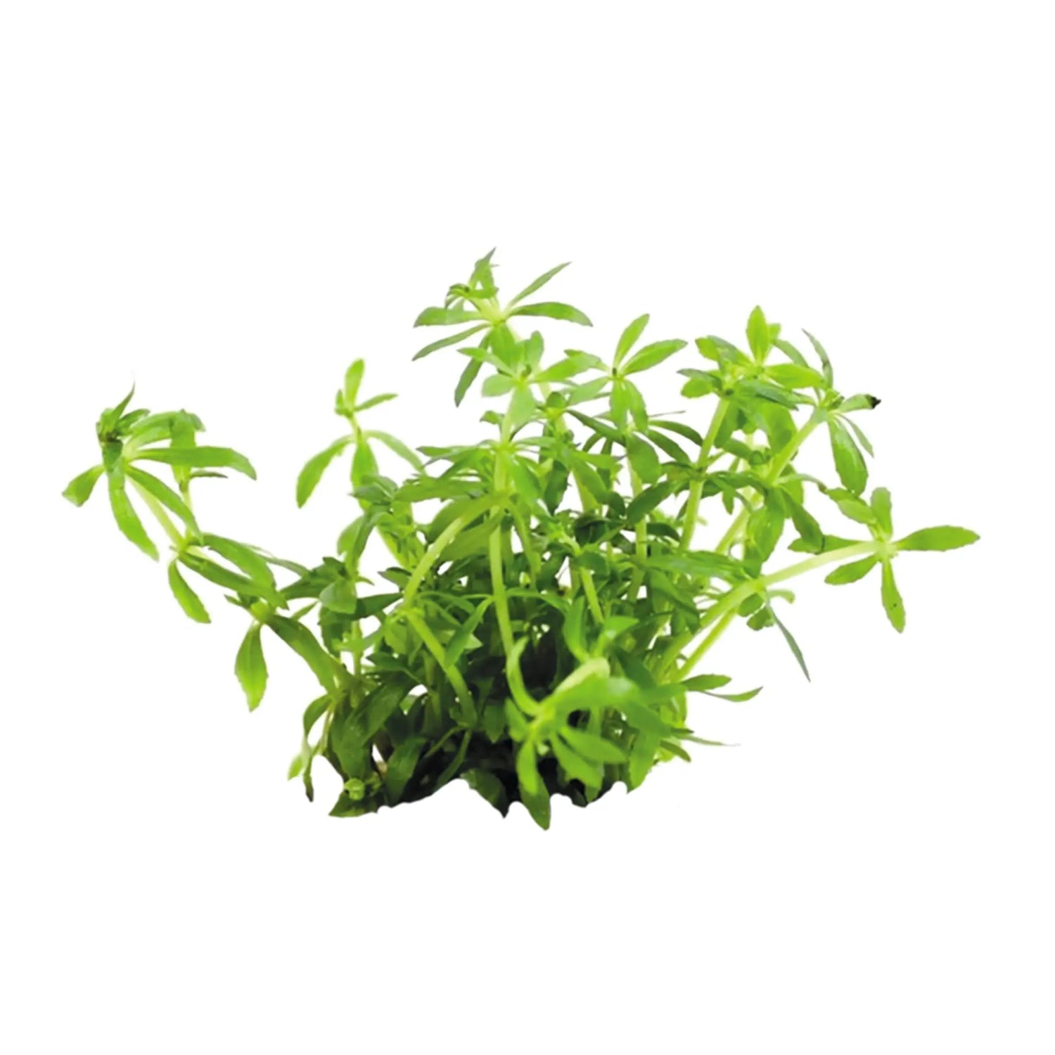 Easy Grow 66 - Limnophila Vietnam Mini - Aqua Essentials
