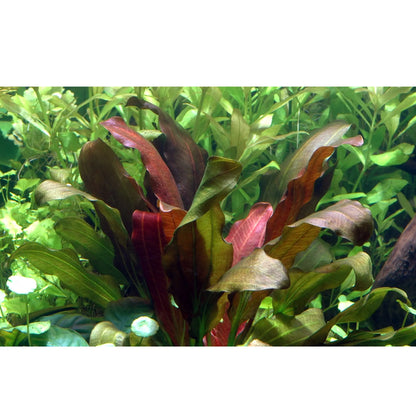Echinodorus barthii - Aqua Essentials