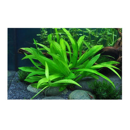 Echinodorus magdalensis - Aqua Essentials