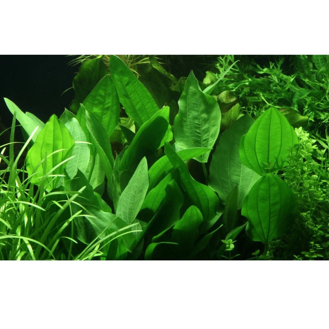 Echinodorus palifolius XL - Aqua Essentials