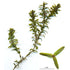 Elodea canadensis Bunch (Canadian Pondweed) - Aqua Essentials