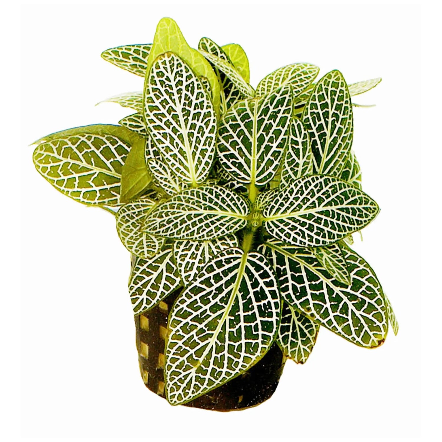Fittonia verschaffeltii White - terrarium plant - Aqua Essentials