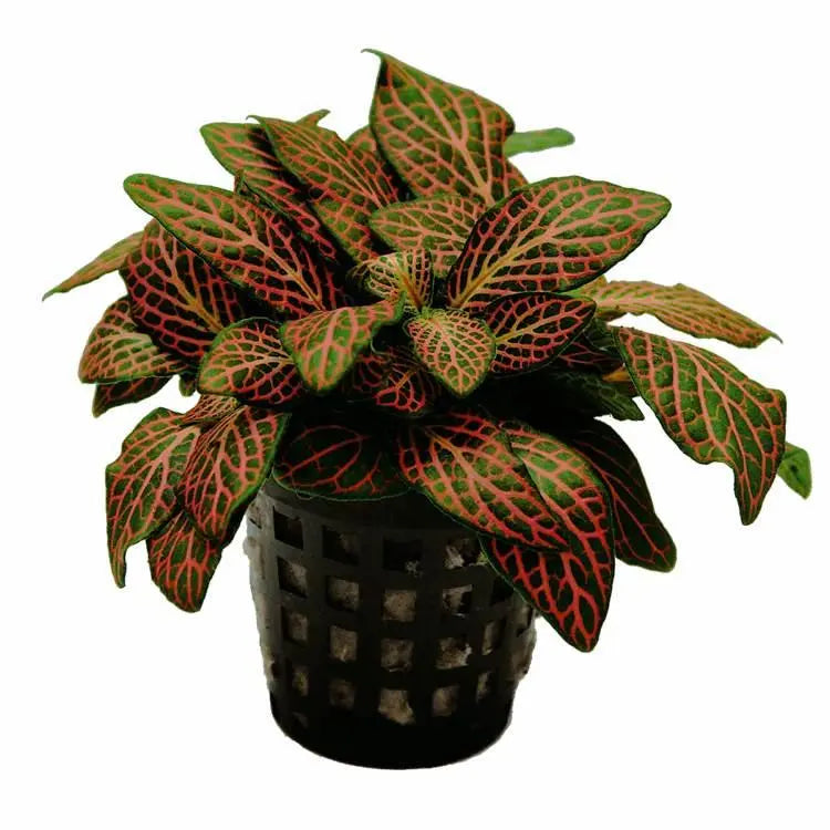 Fittonia red - terrarium plant - Aqua Essentials