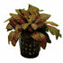 Fittonia red - terrarium plant - Aqua Essentials