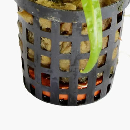 potted plant weight Ceramic Disc Aquarium Plant Weights - Pack of 10