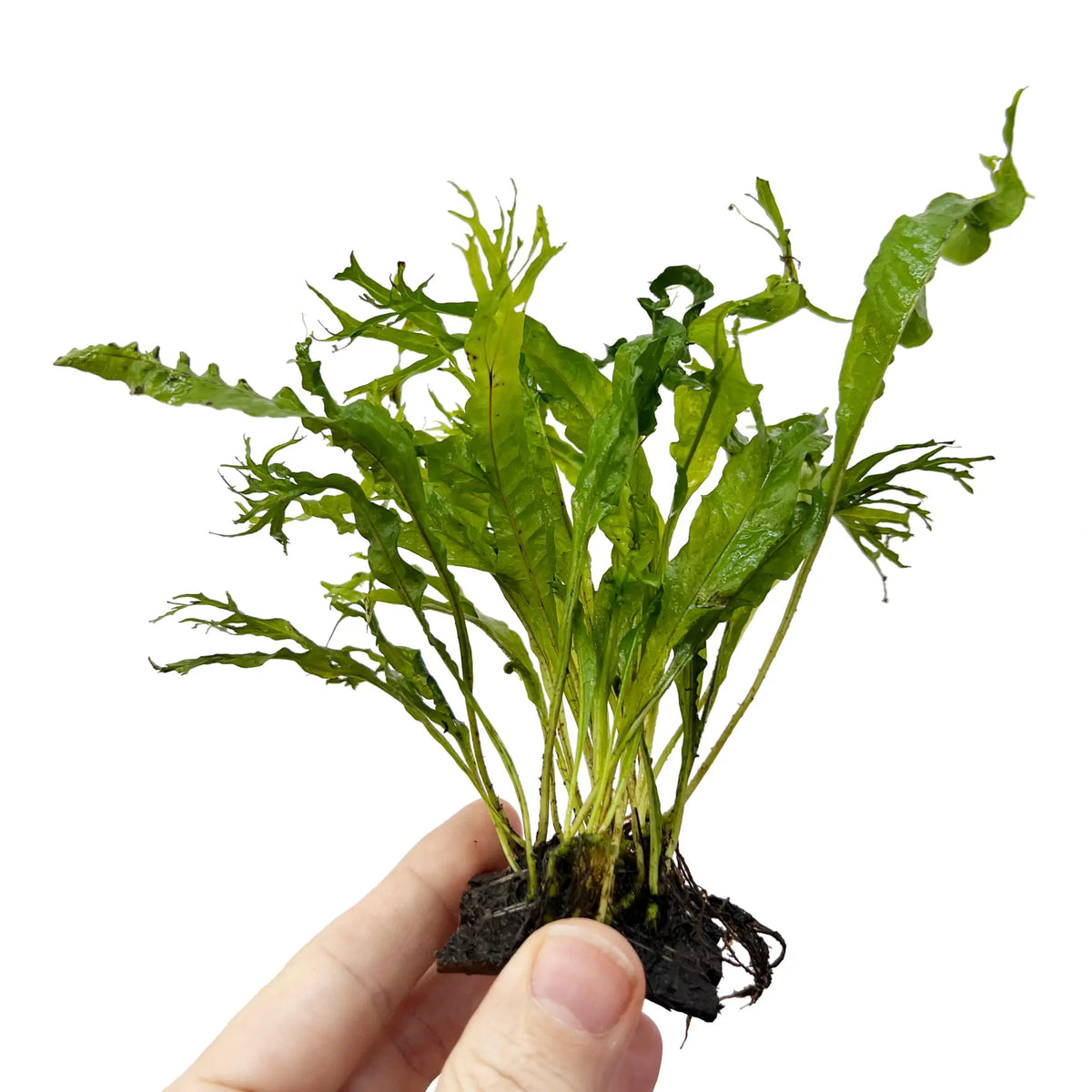 Java Fern Coconut Bridge Mini | Ready-to-Place Aquarium Plant