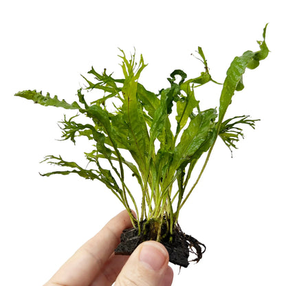 Java Fern Coconut Bridge Mini | Ready-to-Place Aquarium Plant