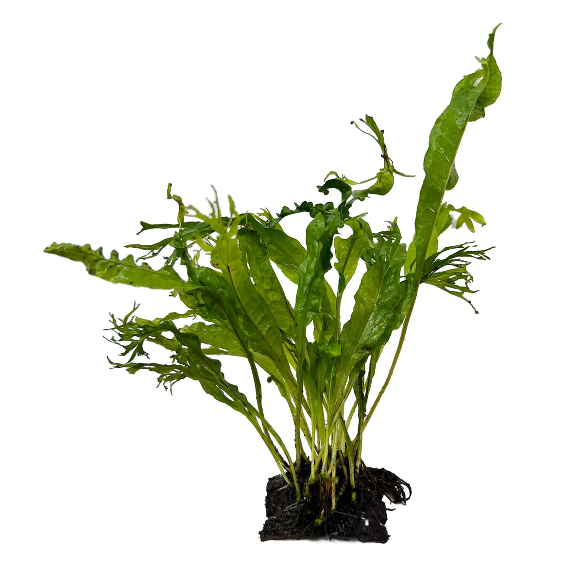 Java Fern Coconut Bridge Mini | Ready-to-Place Aquarium Plant
