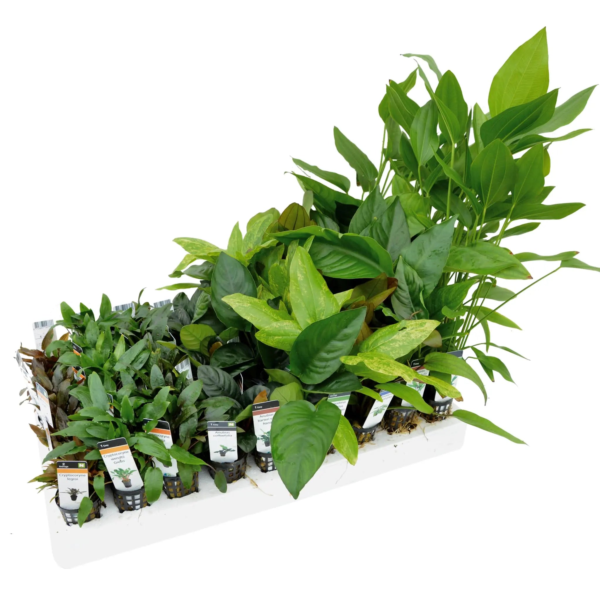 Jungle Style Mixed Box of Aquarium Plants - Aqua Essentials