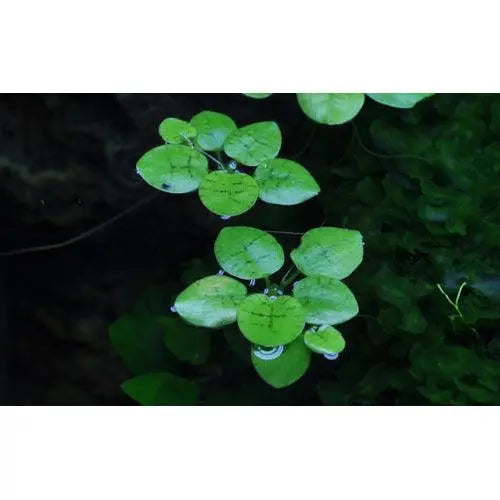 Limnobium laevigatum portion (Amazon frogbit) - Aqua Essentials