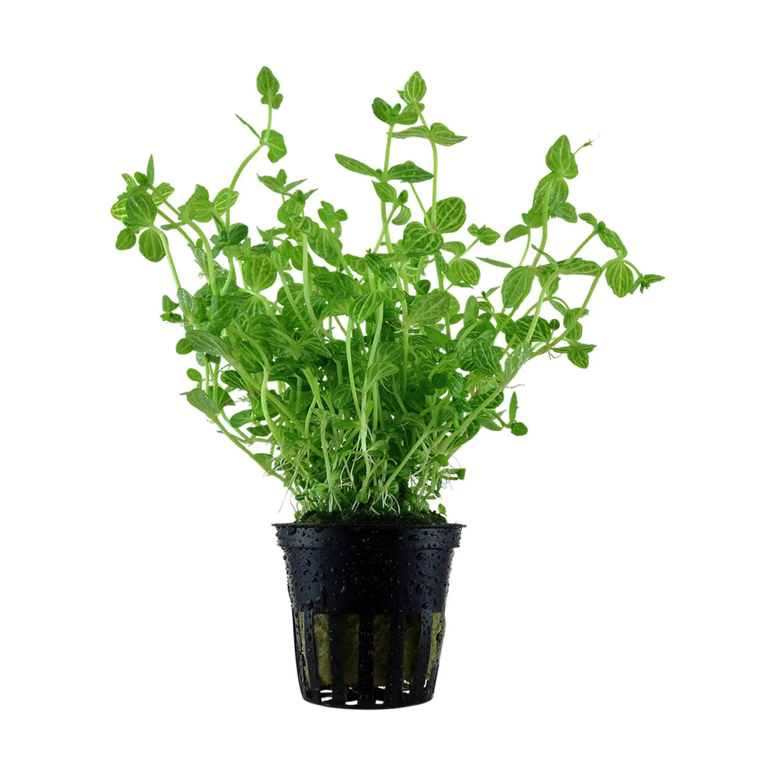 Lindernia rotundifolia - Aqua Essentials