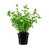 Lindernia rotundifolia - Aqua Essentials