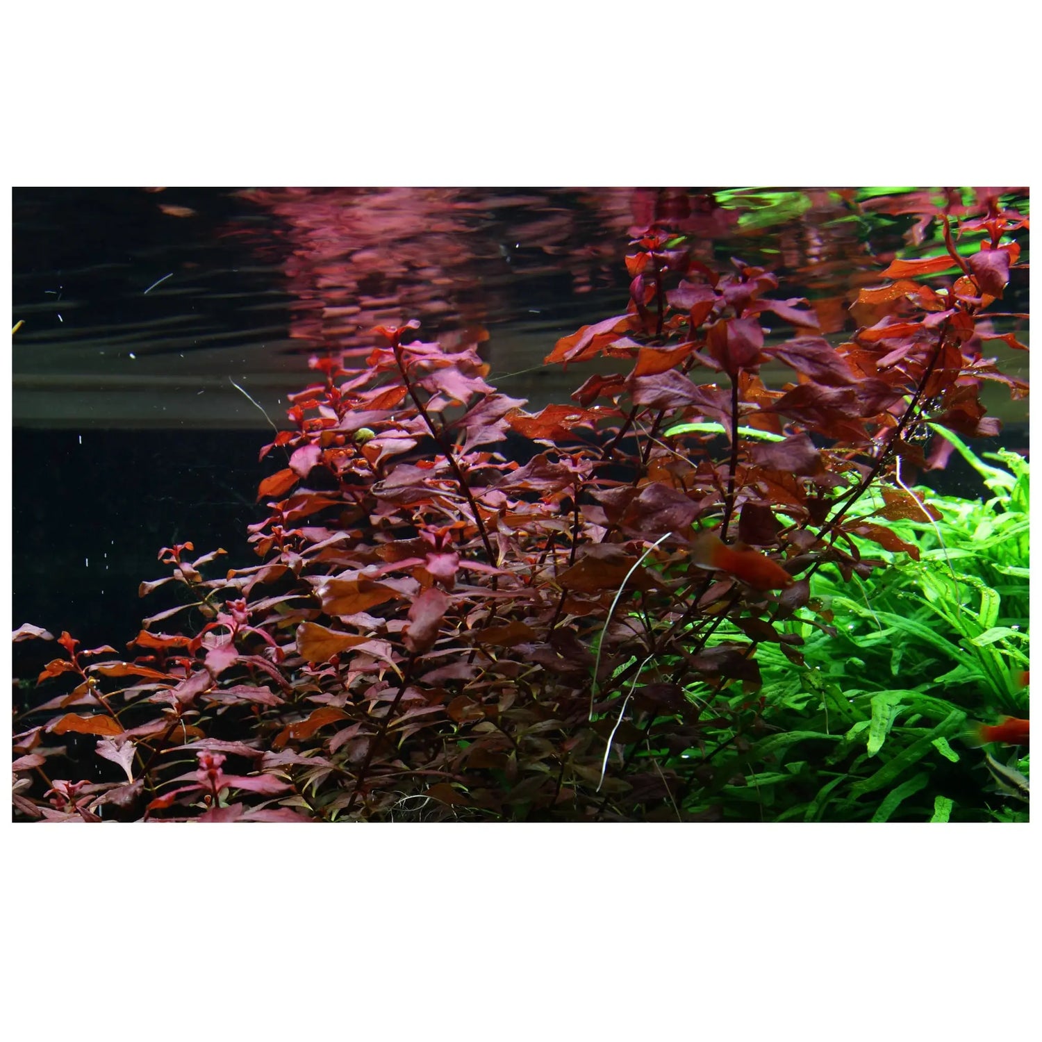 Ludwigia palustris Super Red - Aqua Essentials