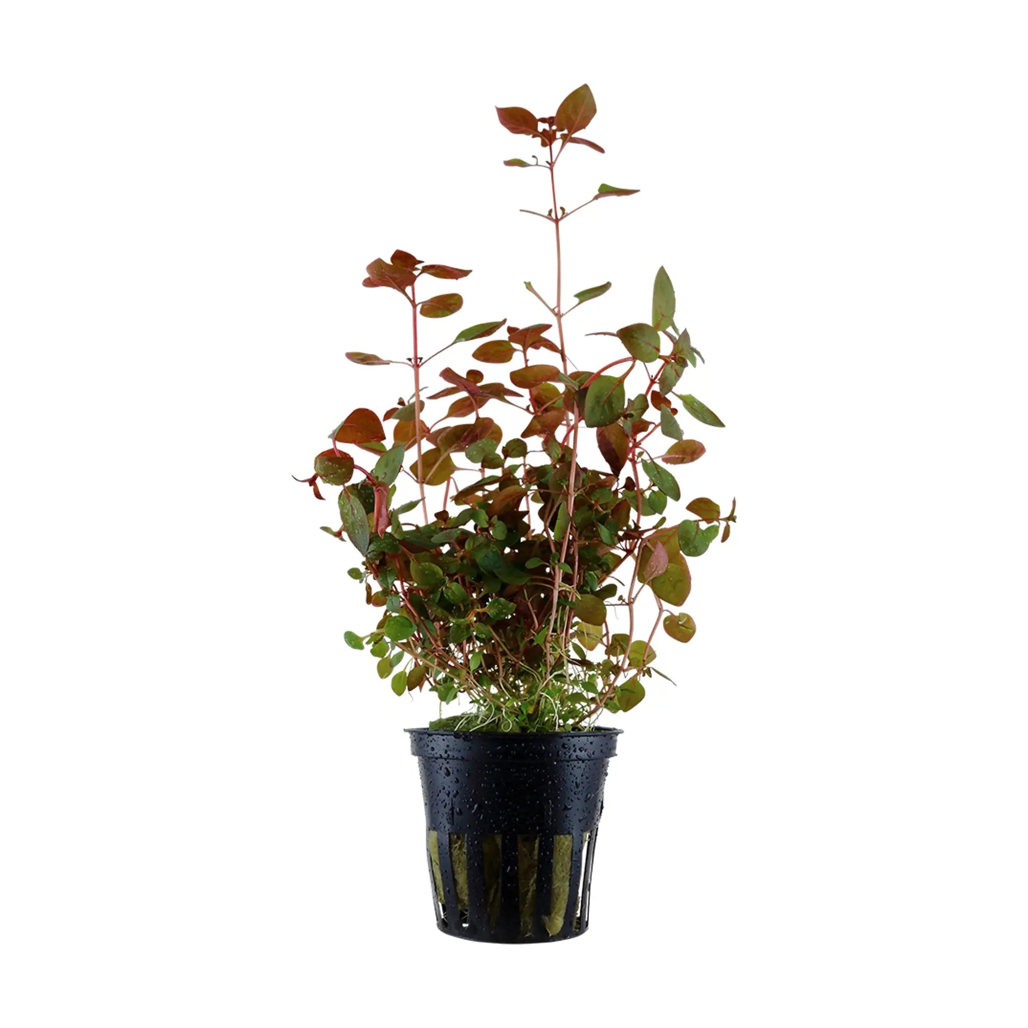 Ludwigia palustris Super Red - Aqua Essentials