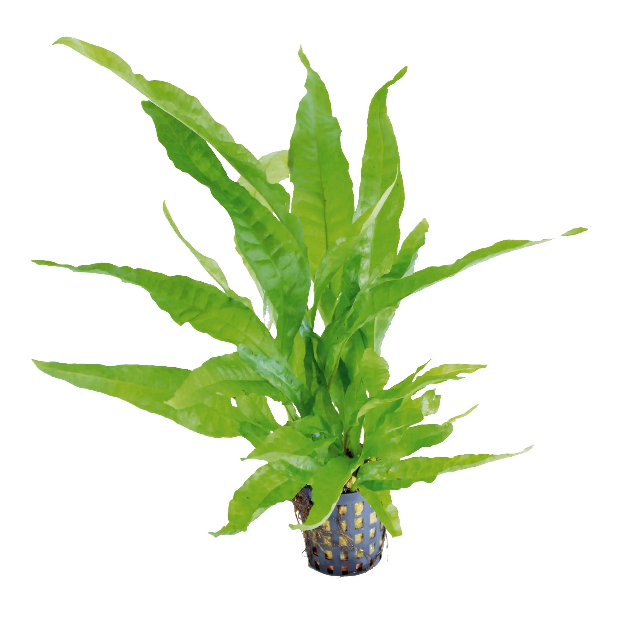 Microsorum pteropus Green - Aqua Essentials