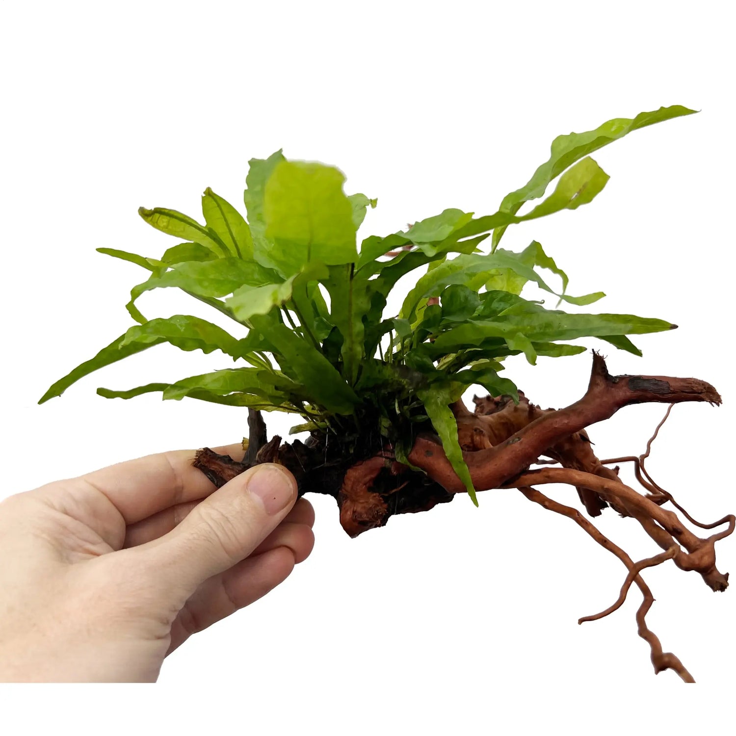 spider wood plant Microsorum on Spiderwood - Small