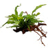 Microsorum on Spiderwood - Small - Aqua Essentials