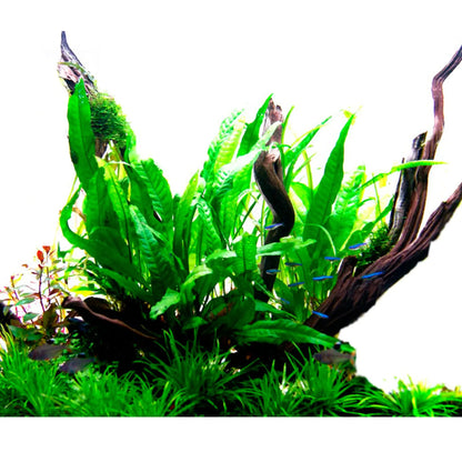 Microsorum pteropus (Java fern) - Aqua Essentials