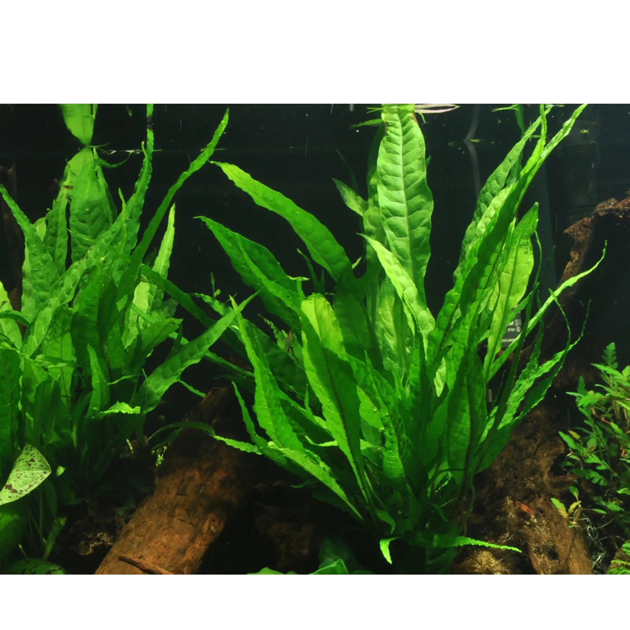 Microsorum pteropus (Java fern) - Aqua Essentials