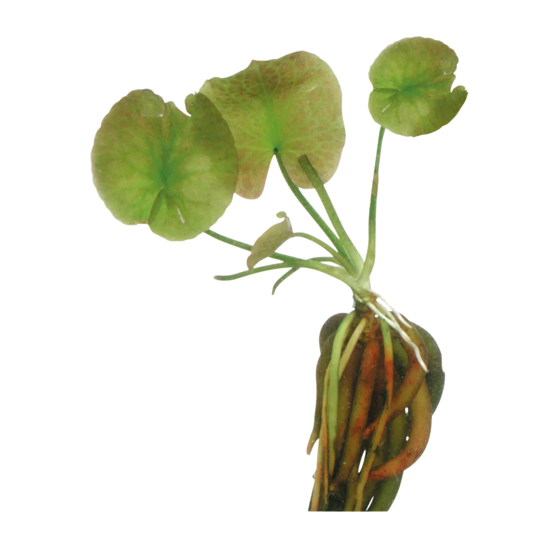 Nymphoides aquatica bulb (Banana plant) - Aqua Essentials