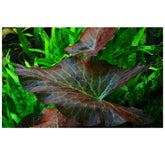 Nymphaea lotus with leaves Potted (Tiger Lotus) - Aqua Essentials