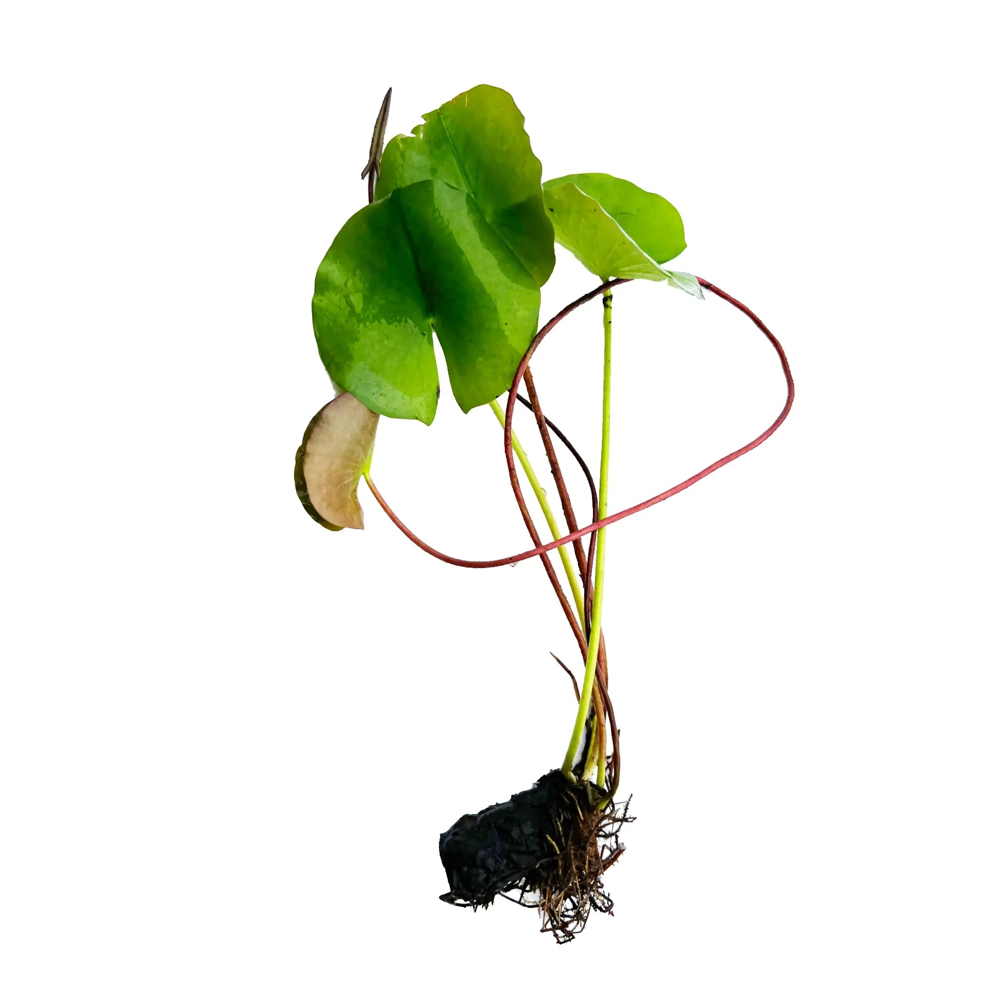 Nymphea rhizome Bulb - flowering plant for large aquariums or ponds - Aqua Essentials