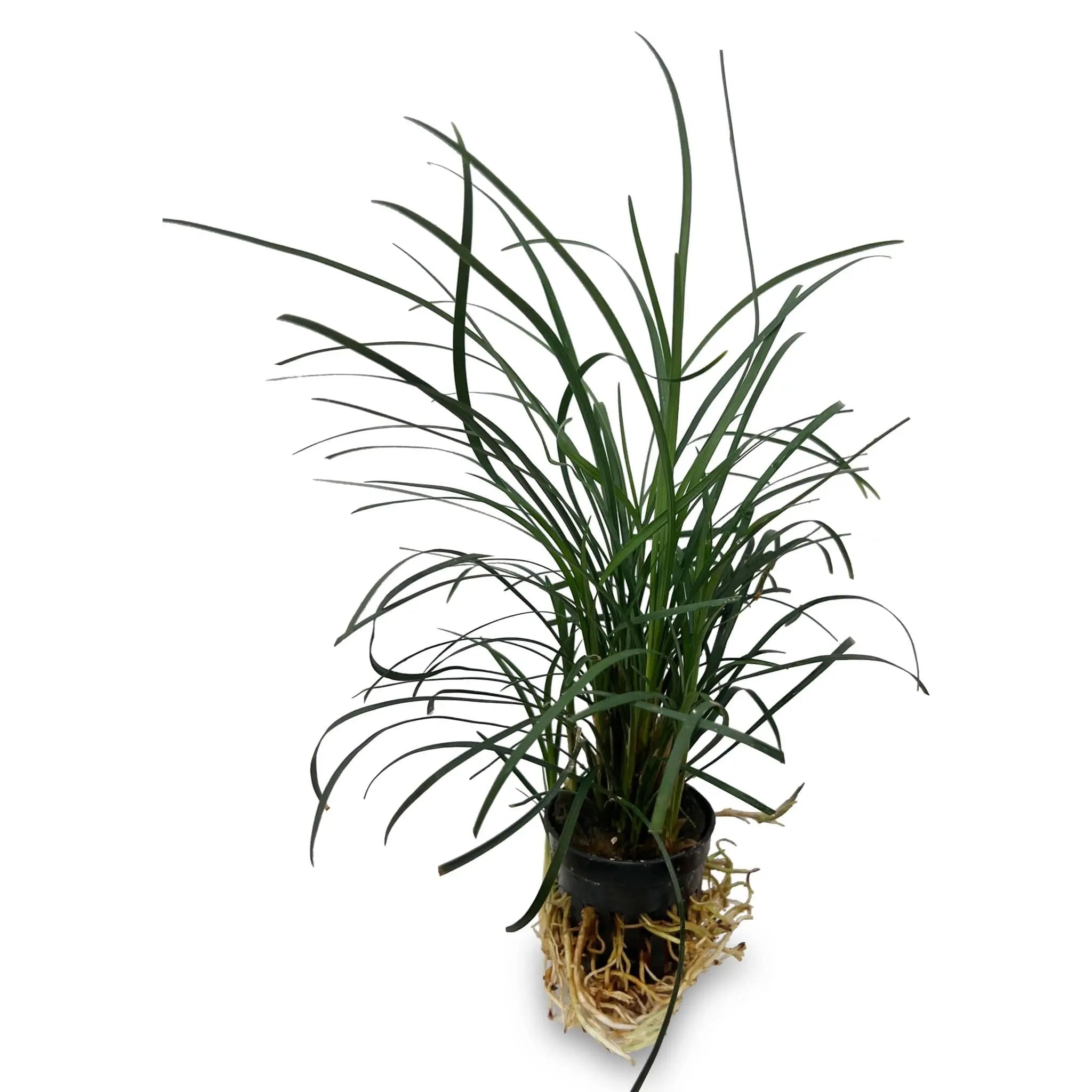 Ophiopogon japonica (Mondo Grass) - Terrarium Plant - Aqua Essentials