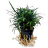 Ophiopogon japonica pussilus - Terrarium Plant - Aqua Essentials