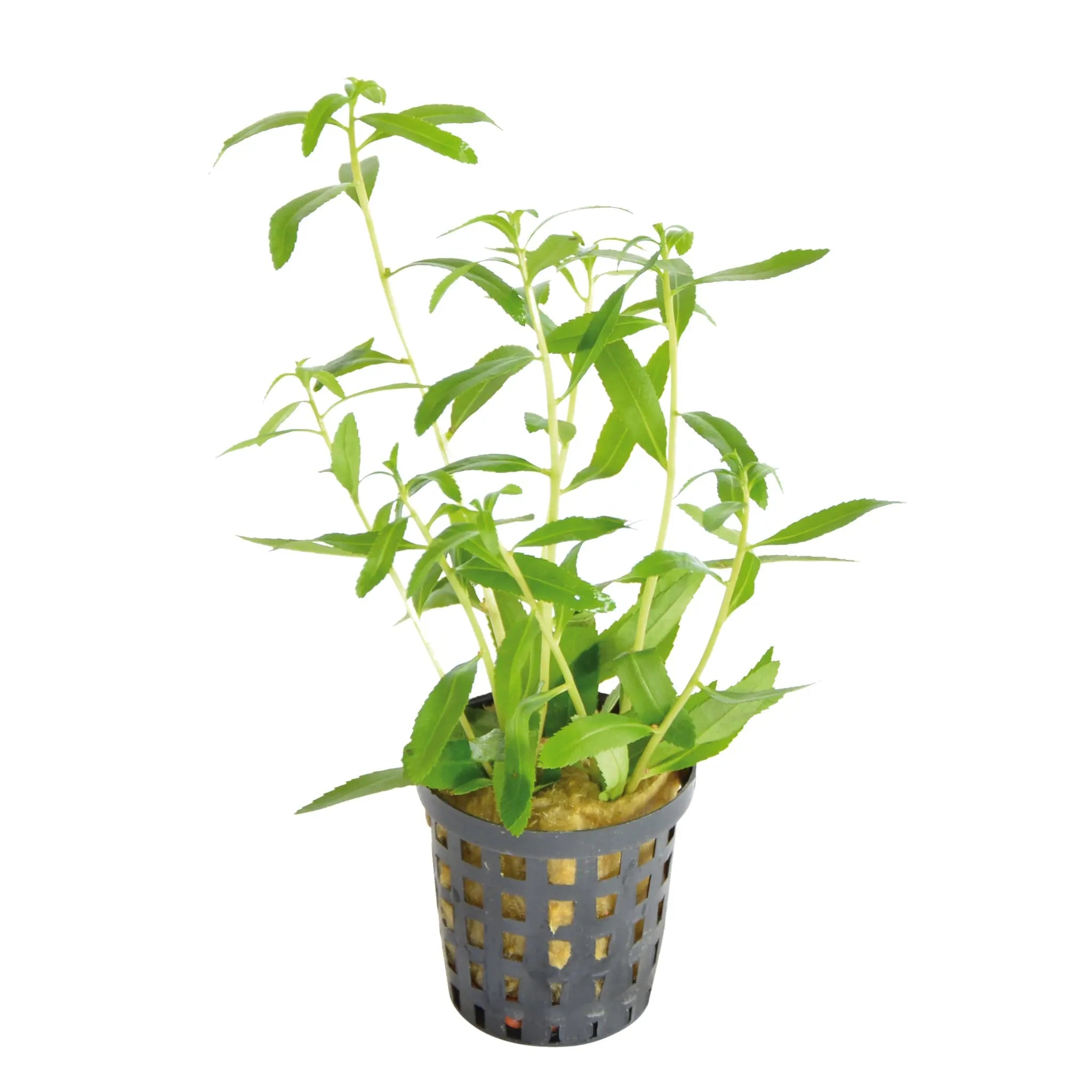 Proserpinaca palustris - Aqua Essentials