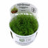 Tropica Taxiphyllum barbieri 1-2-GROW! - Aqua Essentials
