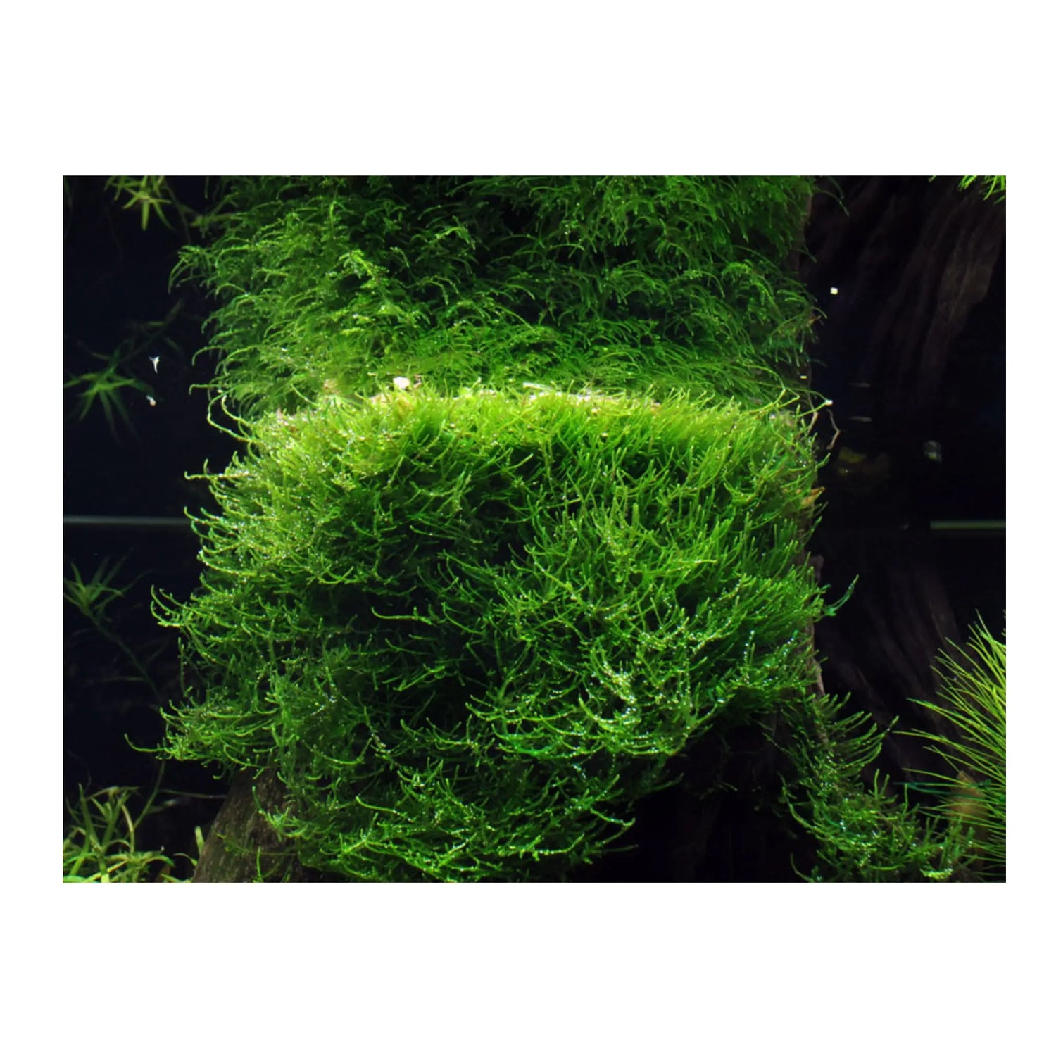 Taxiphyllum barbieri (Java moss) - Aqua Essentials