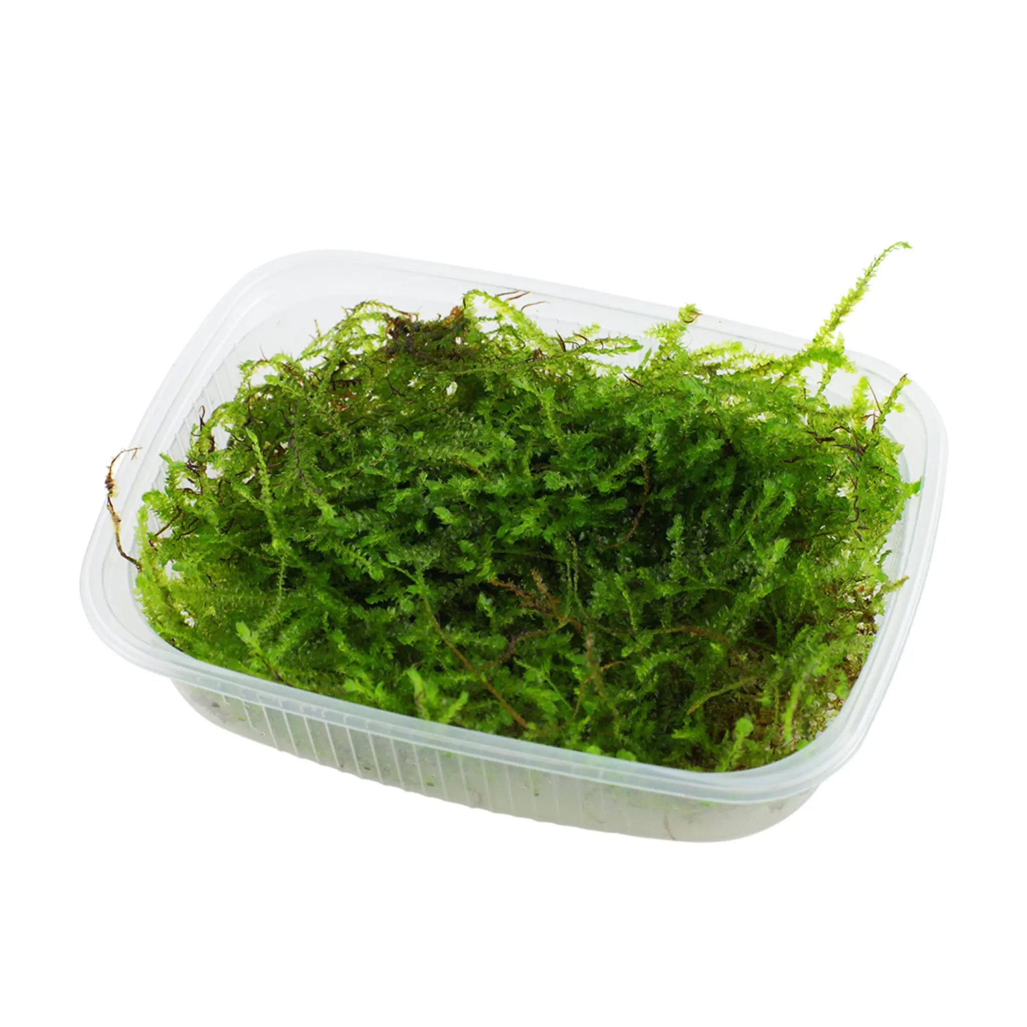 Taxiphyllum barbieri (Java moss) - Aqua Essentials