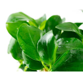 Tropica Anubias barteri nana 1-2-Grow!! - Aqua Essentials