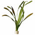 Vallisneria gigantea Rubra (giant vallis) - Aqua Essentials