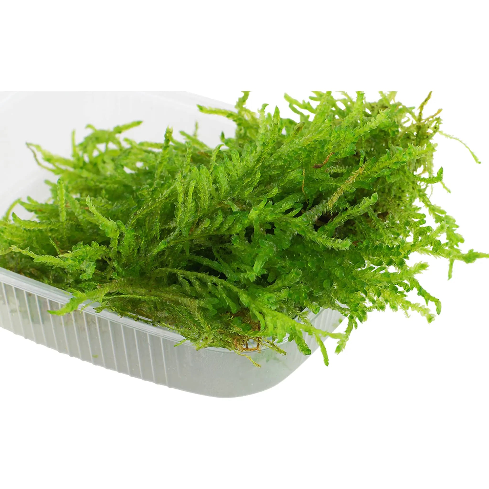 Vesicularia ferriei (Weeping Moss) - Aqua Essentials