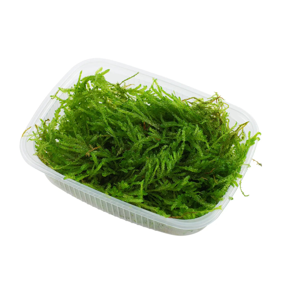 Vesicularia ferriei (Weeping Moss) - Aqua Essentials