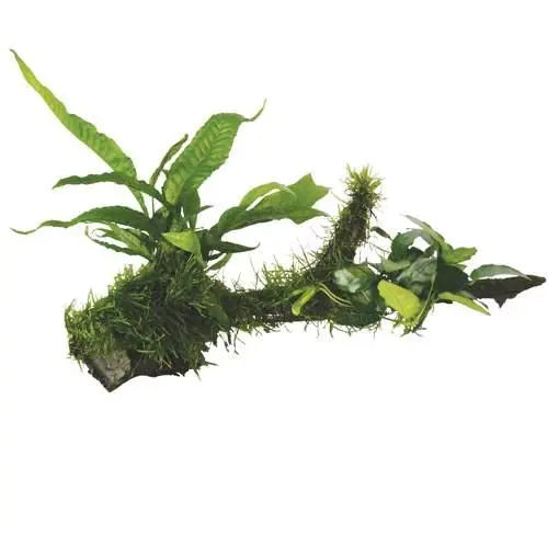 Anubias, Microsorum and Moss on Wood - Large - Aqua Essentials