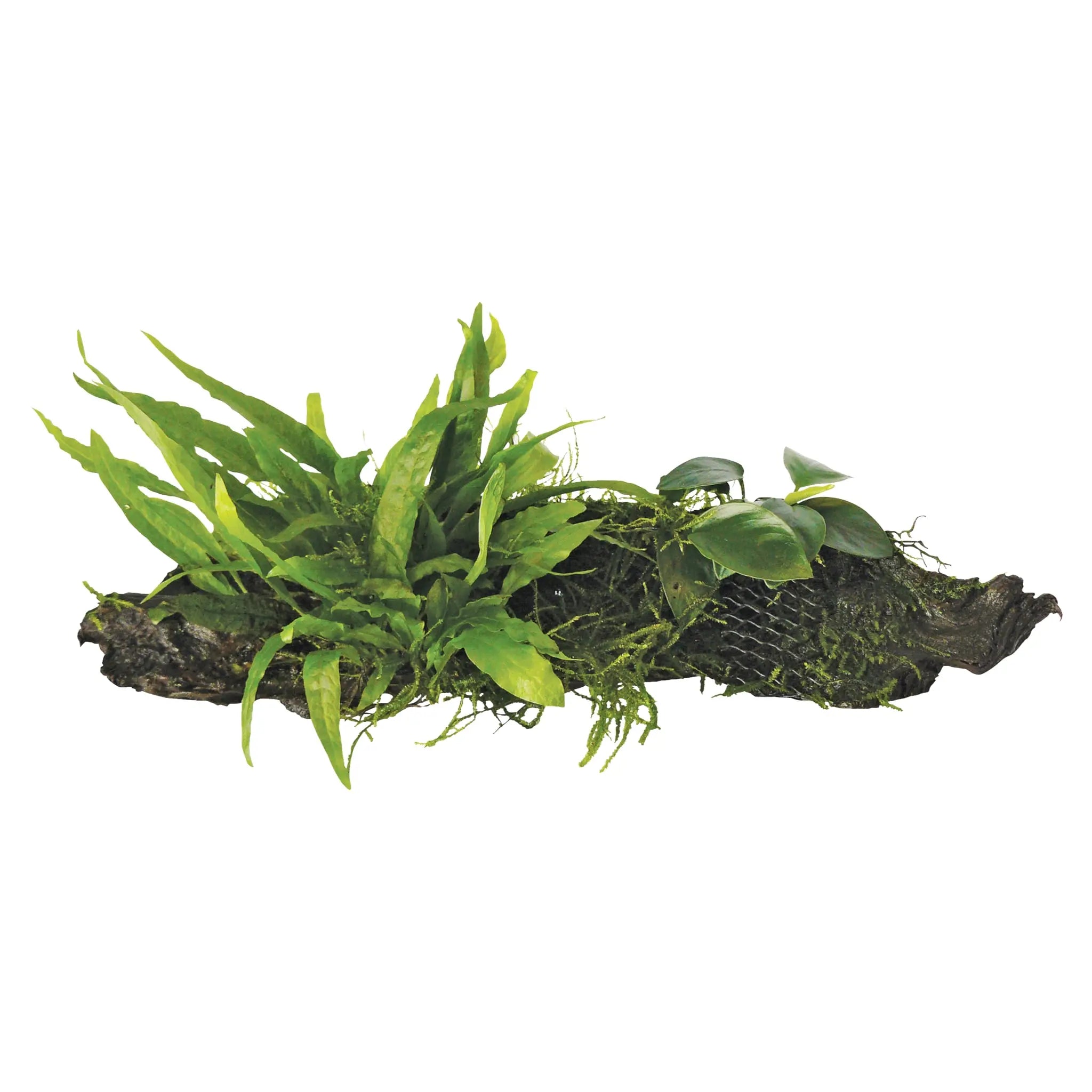 Anubias, Microsorum and Moss on Wood - Small - Aqua Essentials