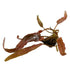 Barclaya longifolia bulb - RARE (seasonal) - Aqua Essentials