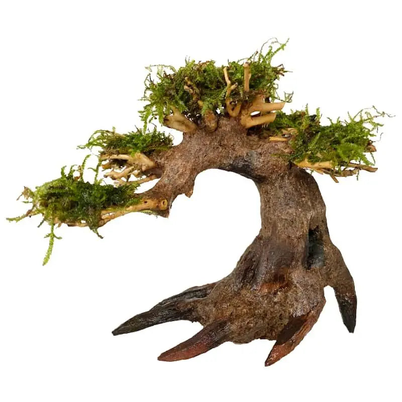 Bonsai Tree with Moss - Mini Size - Aqua Essentials