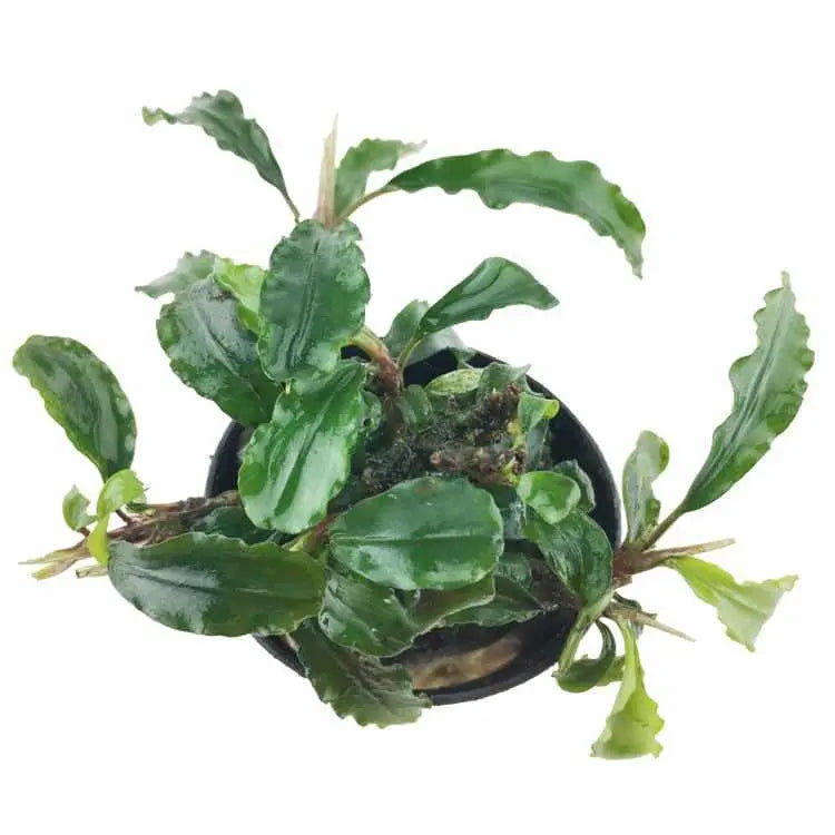 Bucephalandra crisped leaves - Aqua Essentials