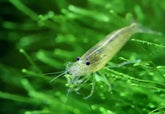 Amano Shrimp - Medium - Aqua Essentials