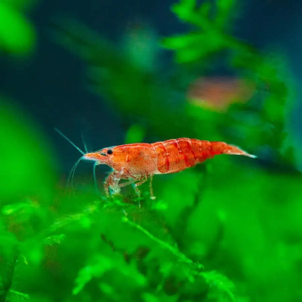 Red shrimp sales for aquarium