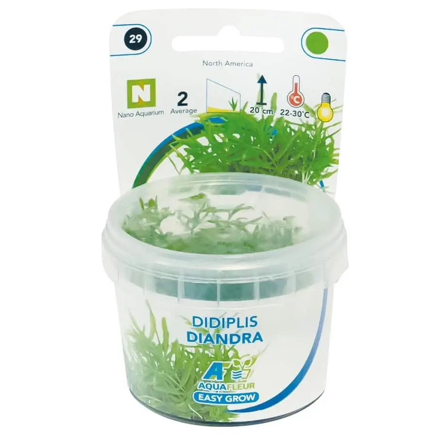 Easy Grow 29 - Didiplis diandra - Aqua Essentials