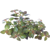 Easy Grow 73 - Ludwigia palustris Super Red - Aqua Essentials
