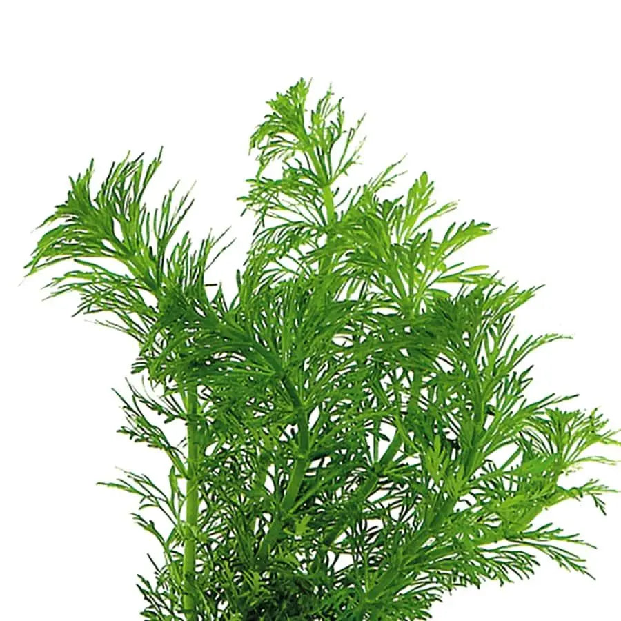 Easy Grow 63 - Limnophila heterophylla - Aqua Essentials