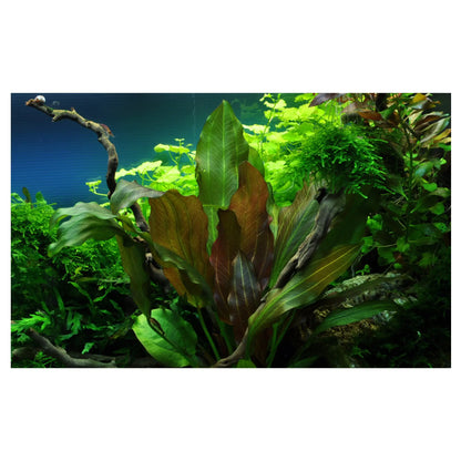 Echinodorus reni - Aqua Essentials